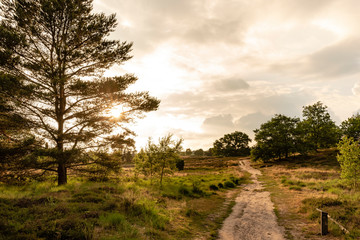 Westruper Heide - sunset