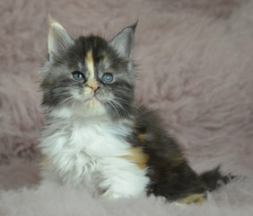 bunte Babykatze 