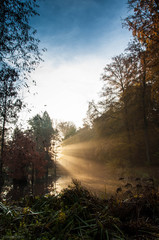 Obraz premium sunrise in the forest