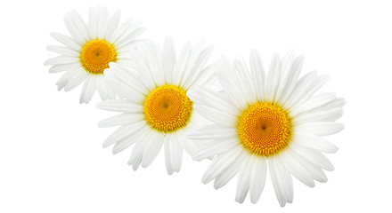 Chamomile flowers composition isolated on white background as package design element