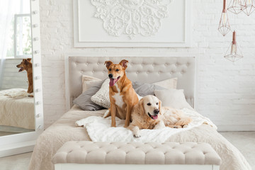 Fototapeta na wymiar Golden retriever and mixed breed ginger dogs in luxurious bright colors classic eclectic style bedroom with king-size bed, bedside table and mirror. Pets friendly hotel or home room.