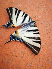 La farfalla sul terrazzo