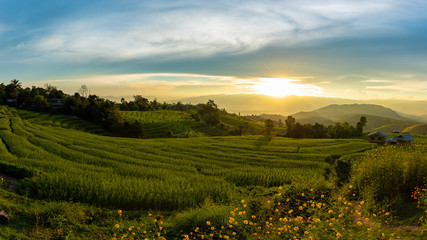 Sunset landscape view at green terraced rice field in Pa Bong Piang , Mae Chaem, Chiang Mai,...