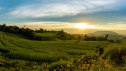 Fotobehang Sunset landscape view at green terraced rice field in Pa Bong Piang , Mae Chaem, Chiang Mai, Thailand. Rice field at Pa Bong Piang village . © Titipong