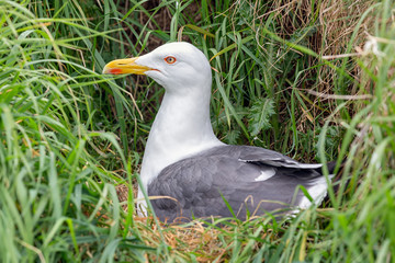 Brooding seagull at Inchcolm Island near Edinburgh in Scotland