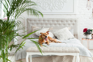 Obraz na płótnie Canvas Happy ginger mixed breed dog in luxurious bright colors classic eclectic style bedroom with king-size bed and bedside table, green plants. Pets friendly hotel or home room.