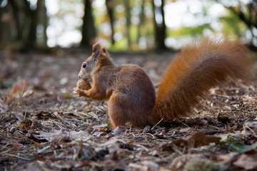 Naklejka na ściany i meble Squirrel with a nut in autumn forest. Czech Republic.