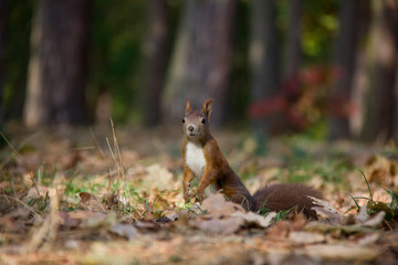 Squirrel posing in the grass. Czech Republic.