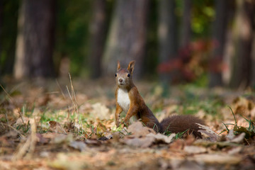 Squirrel posing in autumn leaves Czech Republic.