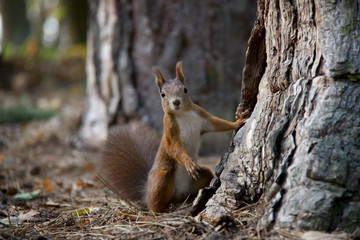 Red squirrel lean on the tree. Czech Republic.
