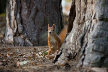 Red squirrel behind a tree. Czech Republic.