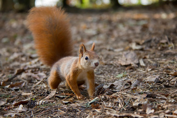 Red squirrel. Czech Republic.