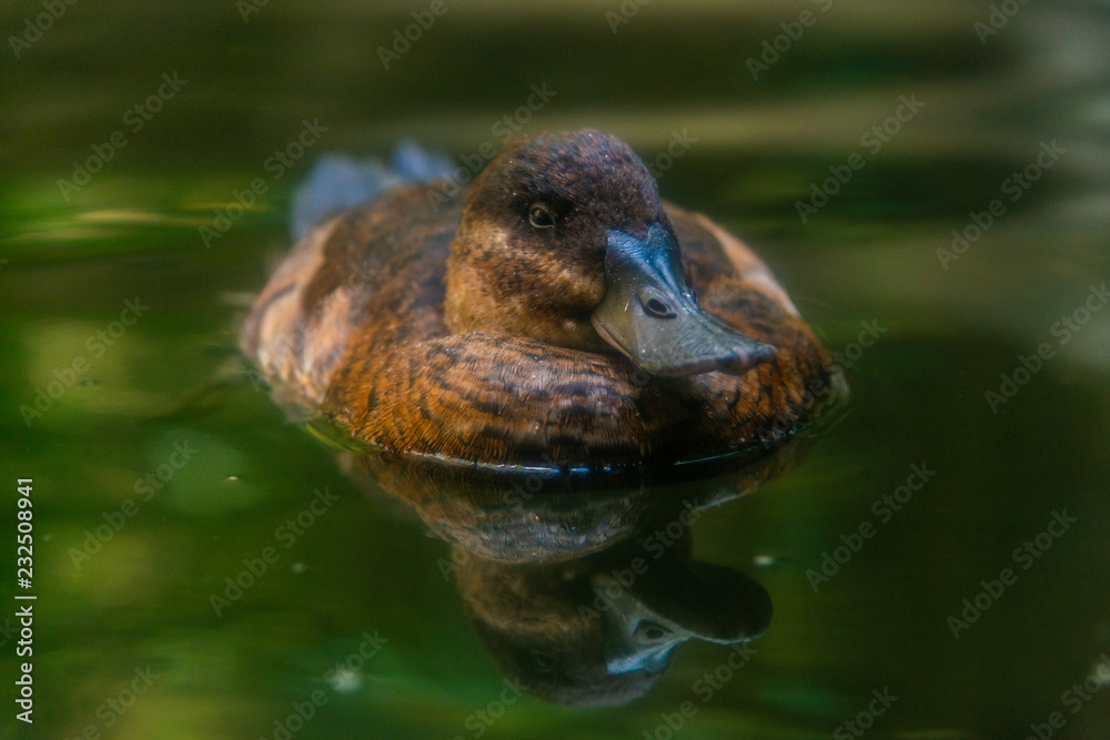 Wall mural duck in the pond