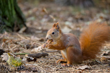 Naklejka na ściany i meble Red squirrel eating nut. Czech Republic.