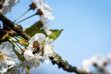 Biene auf Blüte