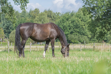 Obraz premium Pferd auf Koppel