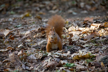 Squirrel with a nut. Czech Republic.