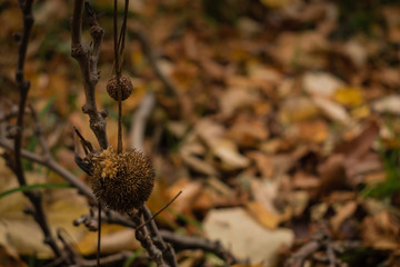 Plane tree and its ball shape seed in the woods