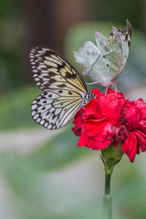 Schmetterling auf Blatt