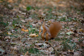 Squirrel on a meadow. Czech Republic.