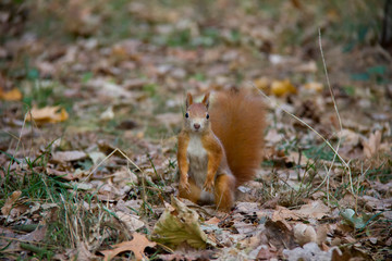 Standing squirrel in the grass. Czech Republic.