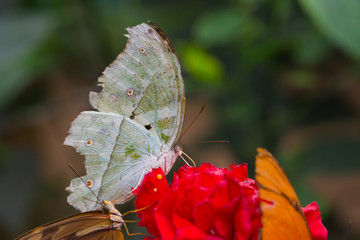 Schmetterling