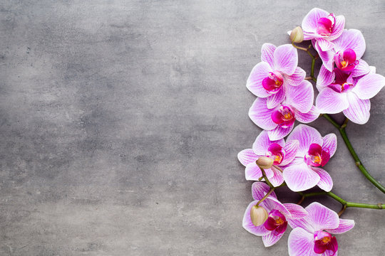 Fototapeta Beauty orchid on a gray background. Spa scene.