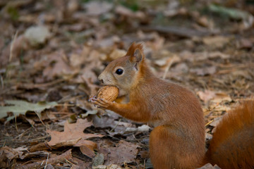 Naklejka na ściany i meble Squirrel holding a nut. Czech Republic.