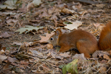 Sniffing red squirrel. Czech Republic.
