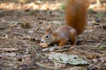 Red squirrel with a nut. Czech Republic.