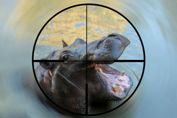 Blurred picture of a hunter watching a hippo through a rifle sight. No focus.