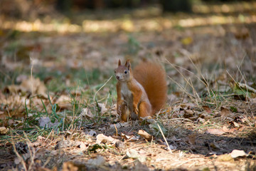 Sitting red squirrel. Czech Republic.