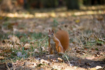 Squirrel in the grass. Czech Republic.