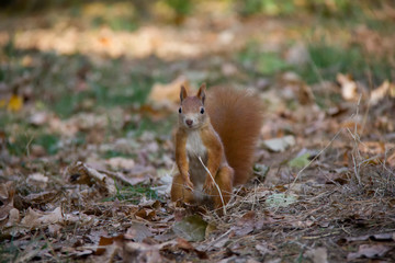 Sitting squirrel in the grass. Czech Republic.