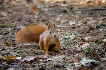 Naklejka na ściany i meble Squirrel in forest. Czech Republic.
