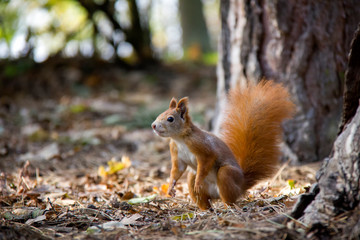 Naklejka na ściany i meble Curious squirrel in forest. Czech Republic.