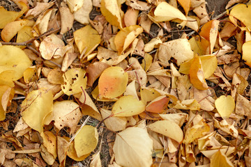 autumn leaves background. fallen leaves on ground