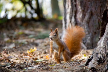Curious red squirrel in forest. Czech Republic.