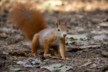 Squirrel in forest. Czech Republic.
