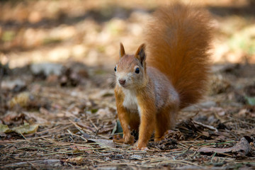 Naklejka na ściany i meble Portrait of red squirrel in forest. Czech Republic.