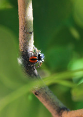 The little spider sits on a twig