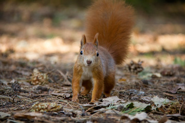 Portrait of red squirrel. Czech Republic.