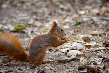 Red squirrel with a nut. Czech Republic.