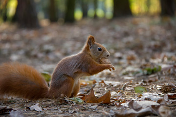 Squirrel with a nut. Czech Republic.
