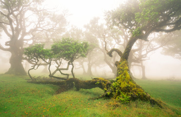 Alter knorriger Baum im Nebel auf grüner Wiese - Fanal auf Madeira