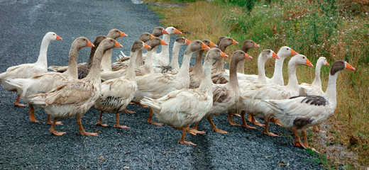 Gänse auf dem Weg © rai36de