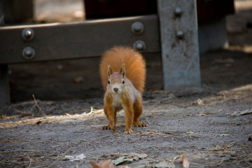 Red squirrel in park. Czech Republic.