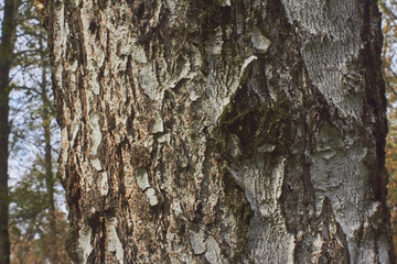 Birch trunk with a knot in the forest in autumn