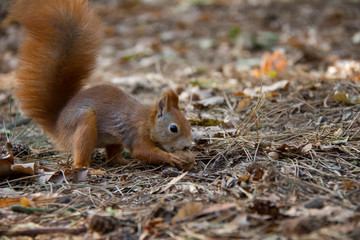 Squirrel with a nut. Czech Republic.