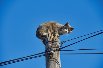 The cat on a pole against the blue sky saved from the pursuit of other cats